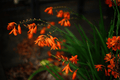 Landscape Tangerine Kangaroo Paw - 1 Gallon Live Plant (Anigozanthos flavidus Hybrid)