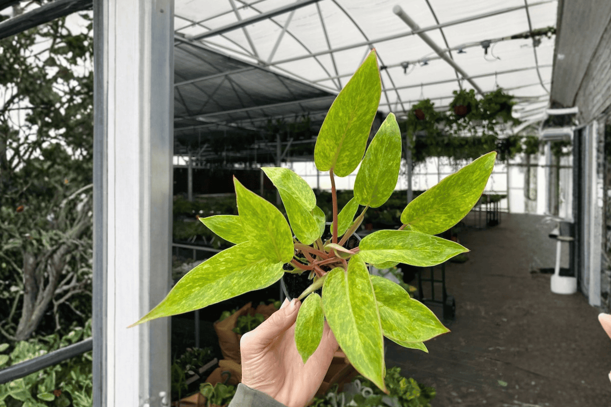 Philodendron Painted Lady - 2 Live Plants in 4" Pots (Bare Root)