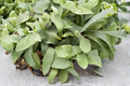 Staghorn Fern Platycerium elephantotis Live Plant in 2" Pot