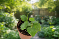 Hoya Endauensis - 2 Inch Grower Pot Live Plant | Rooted Starter or Established Cutting