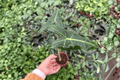 Alocasia Sarian Starter Plant - 2 Live Plants in 2" Pots | RHIZOMATOUS, Upright