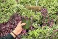Anthurium Blue Papi x Red Stem 2 Live Plants in 4-Inch Pots