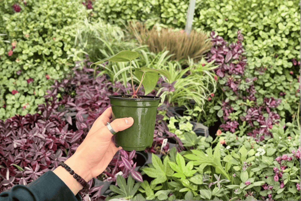 Anthurium Blue Papi x Red Stem 2 Live Plants in 4-Inch Pots
