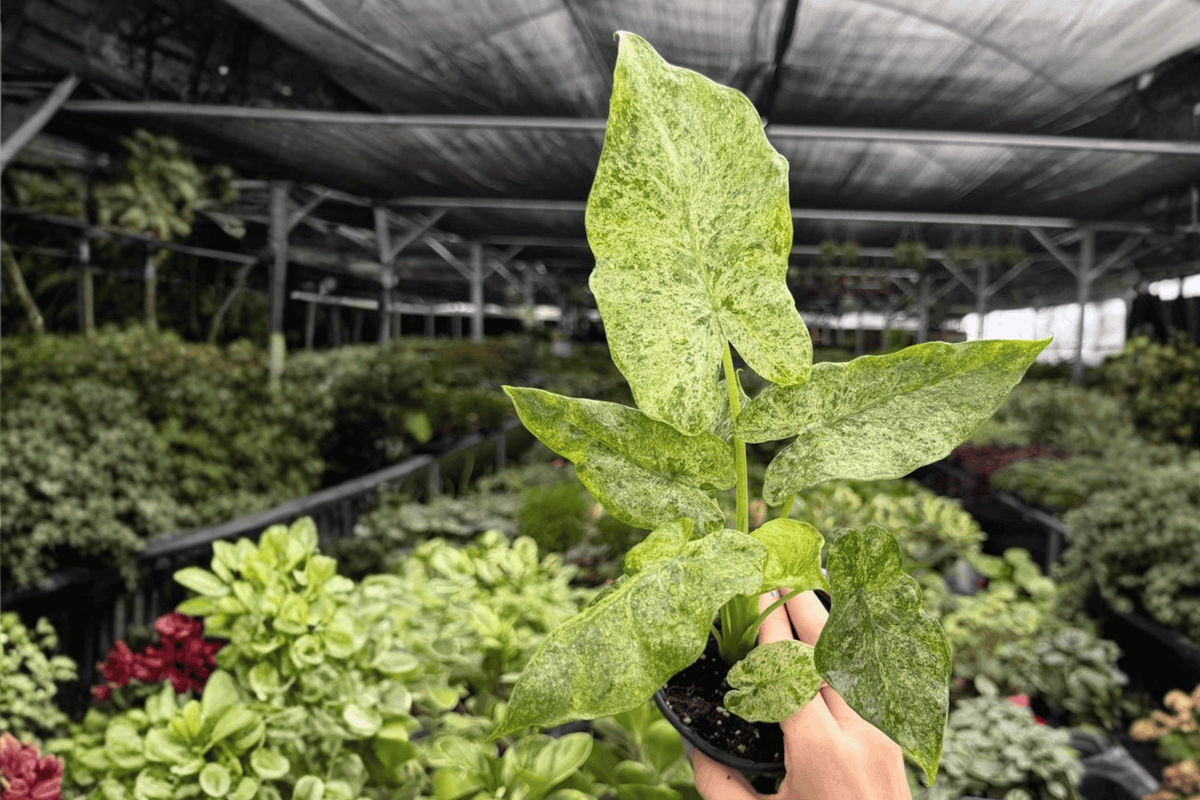 Alocasia Odora Batik Snow Variegated - 2 Exact 4-Inch Live Plants (Shipped Potted)