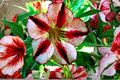 French Delight Desert Rose Seeds (Adenium obesum) Mixed Colors - 10 Seeds