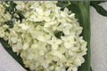 Chantilly Lace Hydrangea Paniculata - 2 Rooted Starters in 1 Qt Pots