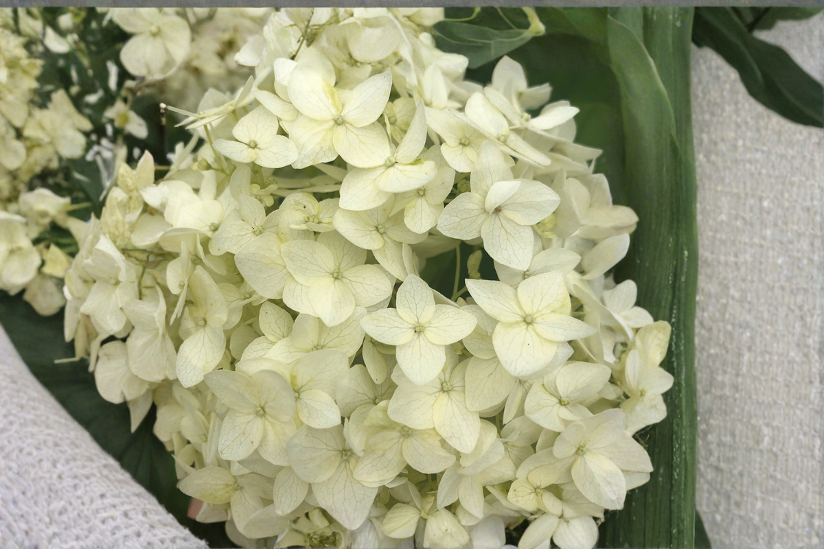 Chantilly Lace Hydrangea Paniculata - 2 Rooted Starters in 1 Qt Pots