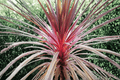 Cordyline 'Charlie Boy' Palm Lily 1 Gallon Live Plant