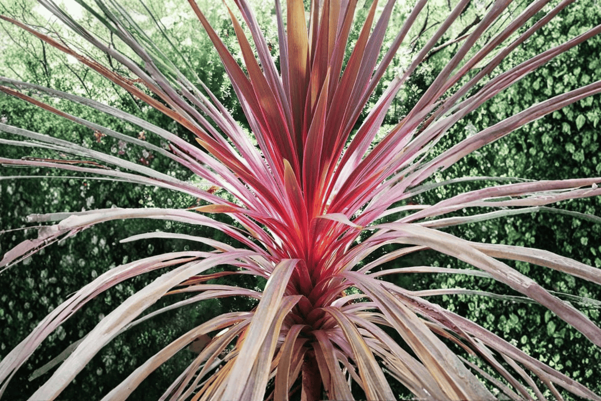 Cordyline 'Charlie Boy' Palm Lily 1 Gallon Live Plant