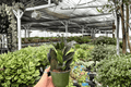 ZZ Black Queen (Zamioculcas zamiifolia) 2-Plant Set in 4-Inch Pots — Live Plants