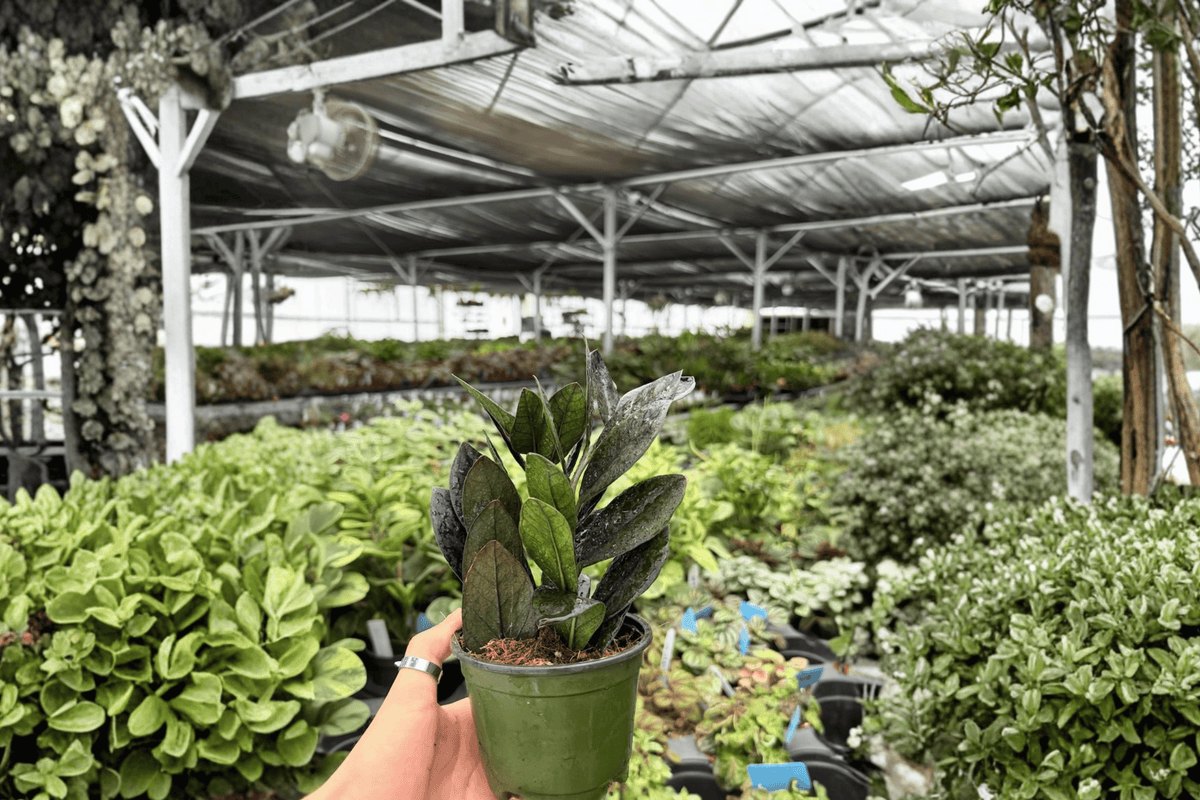 ZZ Black Queen (Zamioculcas zamiifolia) 2-Plant Set in 4-Inch Pots — Live Plants