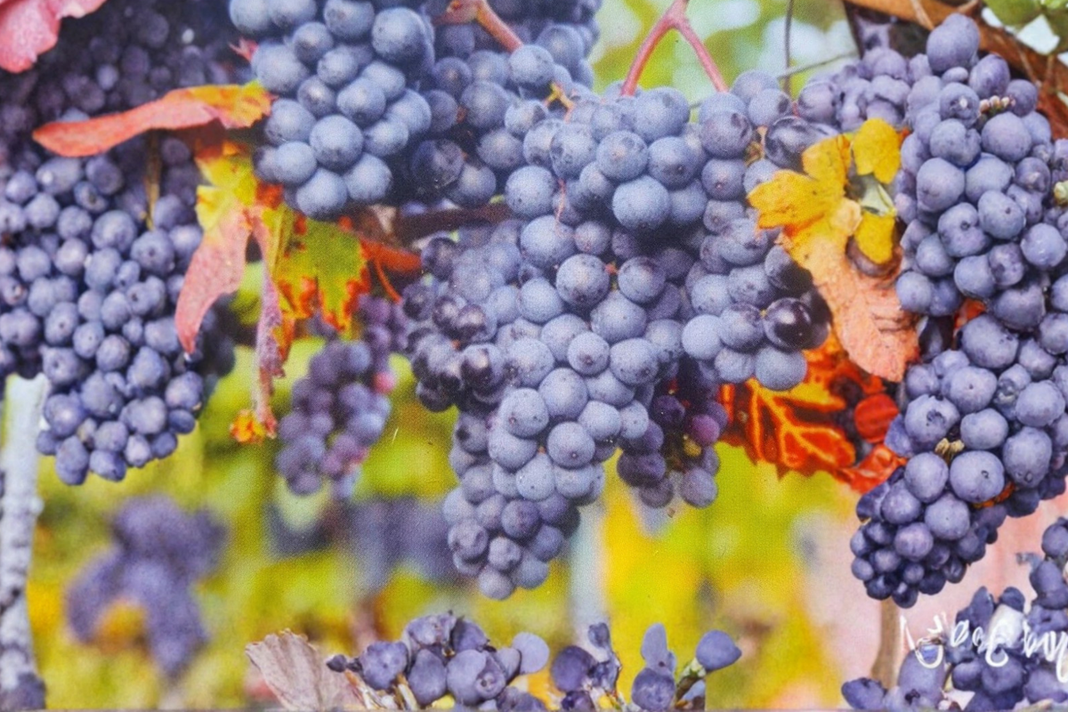 Venus Blue Grape Vine (1 Gallon) Seedless Fruit Vine for Garden - Climbing Blue Grapes