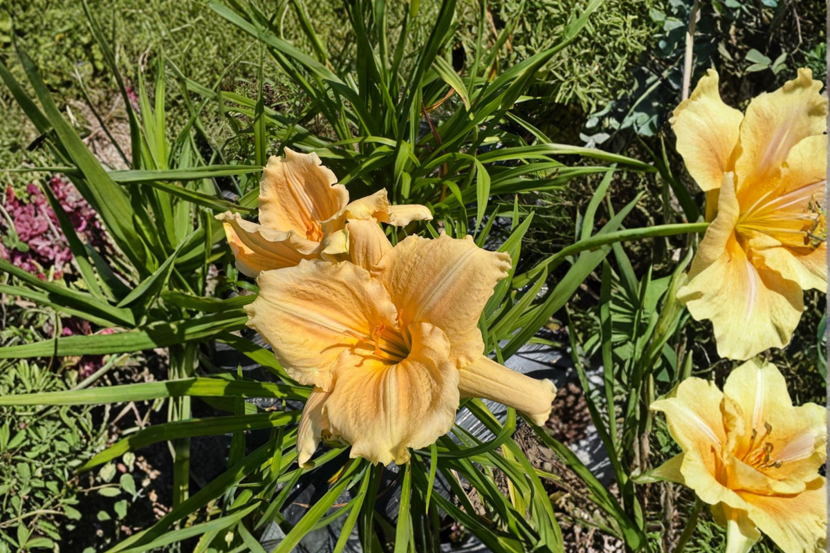 Daylily Bridal Bouquet – 3 Bare Root Plants, Creamy White Hemerocallis Perennial