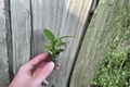 Philodendron Thai Congo Starter Plants — 2 Live Plants, Bare Root with Soil Pods