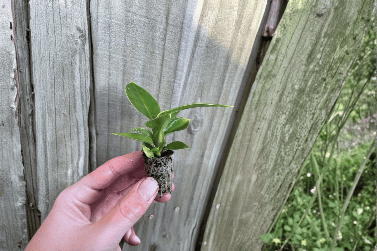 Philodendron Thai Congo Starter Plants — 2 Live Plants, Bare Root with Soil Pods