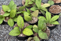 Hoya Finlaysonii Live Plant in 4-Inch Pot | Rare Trailing Tropical Hoya