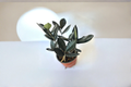 Black ZZ Plant Raven Zamioculcas zamiifolia ‘Raven’ - 4 Inch Pot, Live Indoor Plant