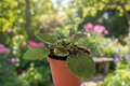 Variegated African Violet Live Plant - 4 Inch Fully Rooted, Flowering Houseplant