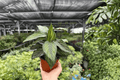 Calathea Beauty Star Goeppertia ornata ‘Beauty Star’ - 2 Live Plants in 4-Inch Pots