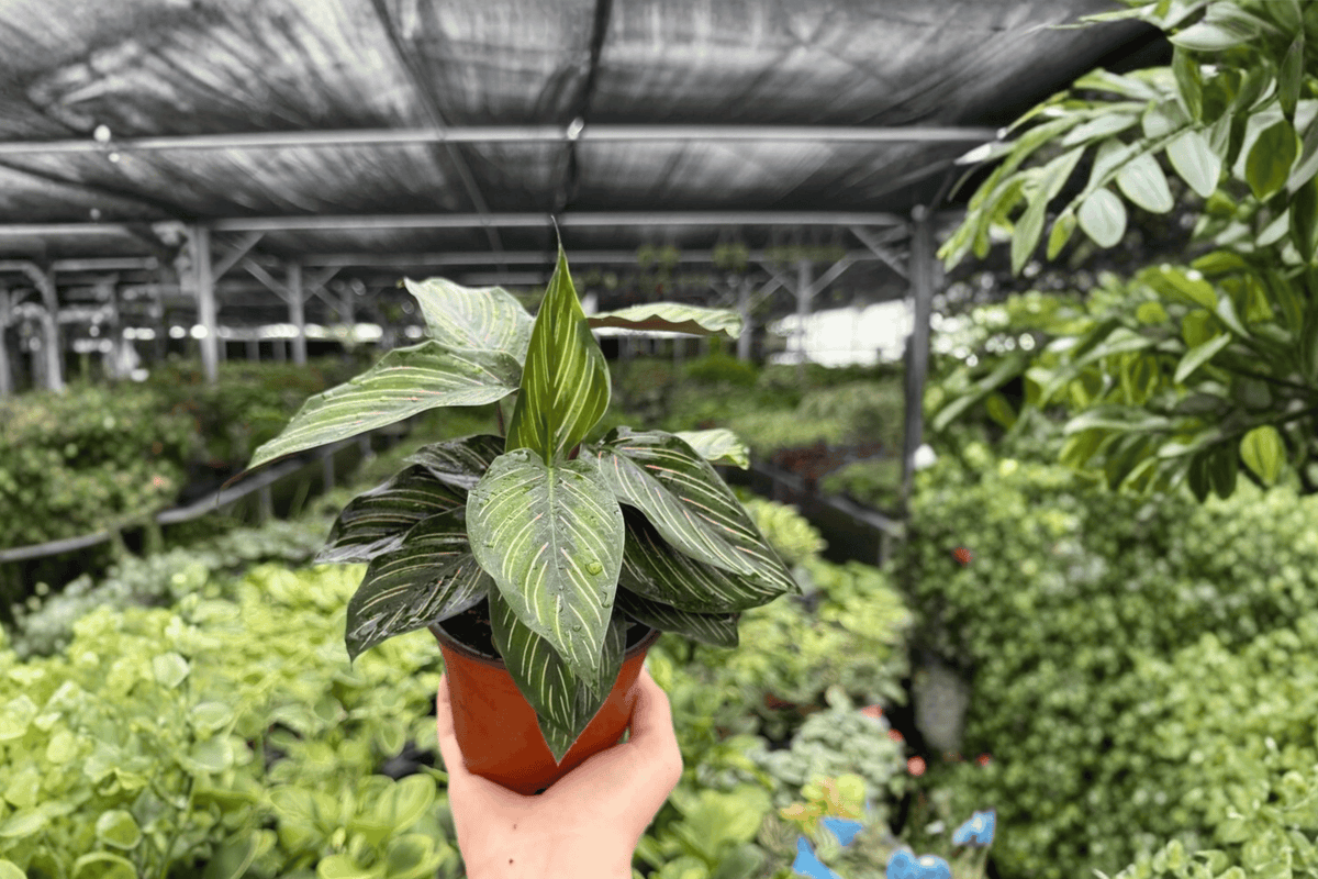 Calathea Beauty Star Goeppertia ornata ‘Beauty Star’ - 2 Live Plants in 4-Inch Pots