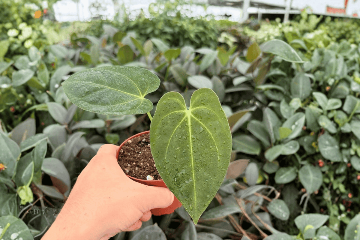 Anthurium Fort Sherman x Dark Silver - 2 Live Plants in 4-Inch Pots
