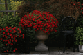 Colibri Bright Red Million Bells Calibrachoa 4-Inch Live Plant