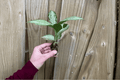 Dieffenbachia Snow Starter Plants — 2 Live Starter Plants, Bare Root with Protected Soil Pods
