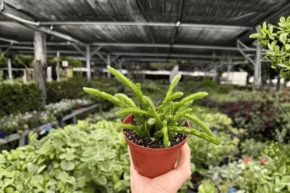 Rhipsalis sulcata - 2 Bare Root Live Plants, 4-Inch Pot Size (Exact Plants)