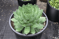 Sempervivum 'Emerald' - SuperSemps Hens and Chicks, 4-Inch Pot