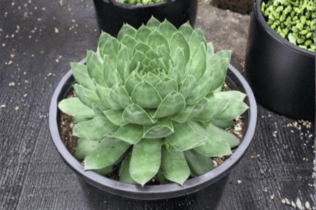 Sempervivum 'Emerald' - SuperSemps Hens and Chicks, 4-Inch Pot