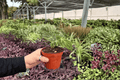 Anthurium AOS x Domino - 2 Live Plants in 4" Pots (Exact Plants)