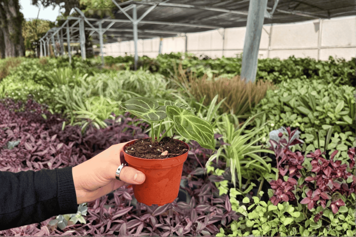 Anthurium AOS x Domino - 2 Live Plants in 4" Pots (Exact Plants)