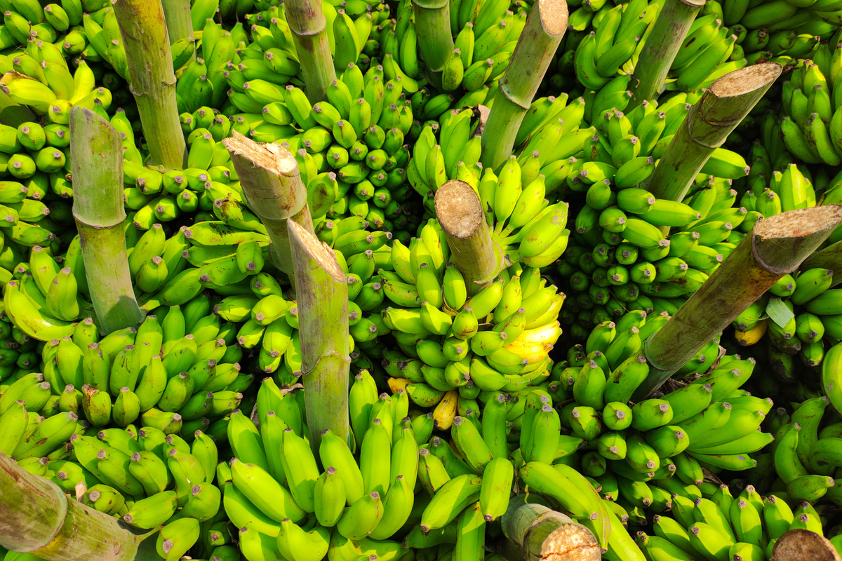 Gran Nain Banana Starter Plug | Musa sp. Bare Root Live Plant