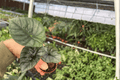 Alocasia Nebula Imperialis Starter Plants – 2 Pack, 2" Pots