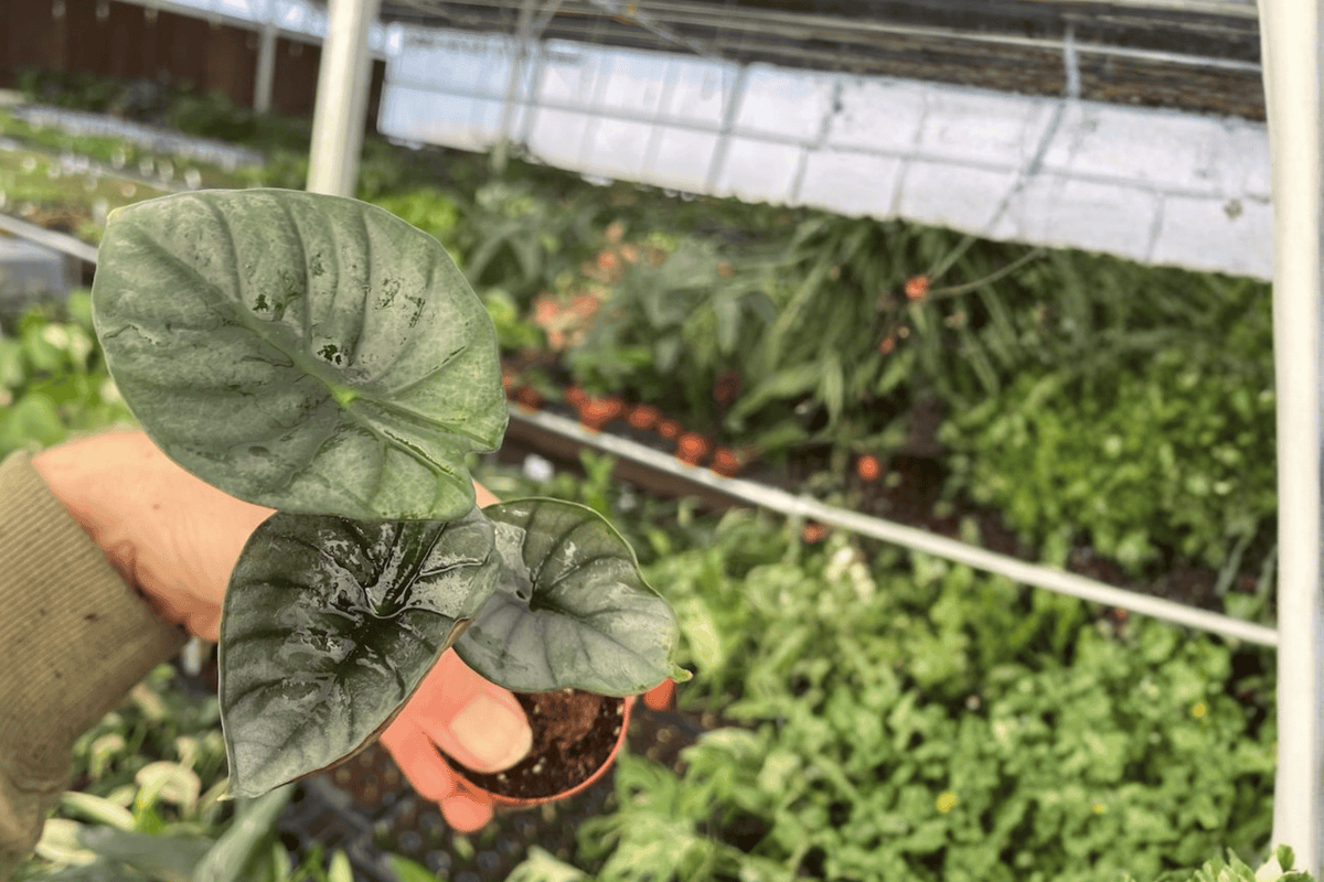 Alocasia Nebula Imperialis Starter Plants – 2 Pack, 2" Pots