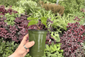 Anthurium Blue Papi x Red Stem - 2 Live 4-Inch Potted Plants