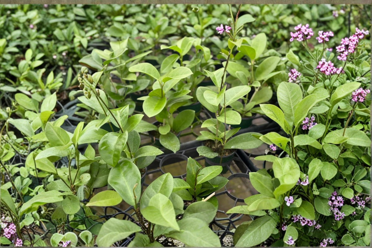 Hoya Skinneriana Live Plant in 4 Inch Pot | Rare Trailing Hoya Starter Plant