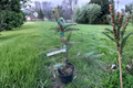 Serbian Spruce Westerstede Picea omorika 12" Live Plant in 1 Gallon Pot
