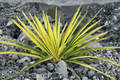 Bright Edge Adam’s Needle Yucca filamentosa 'Bright Edge' - 1-Gallon Live Plant