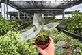 Alocasia reginae - 2 Live Plants in 4-Inch Pots (Exact Plants pictured)