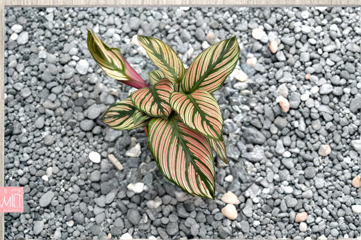 Calathea White Star - Rooted 3 Inch Pot Live Plant