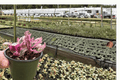 Pink Variegated Purple Waffle Plant (Hemigraphis alternata) - 2 Live 4-Inch Potted Plants