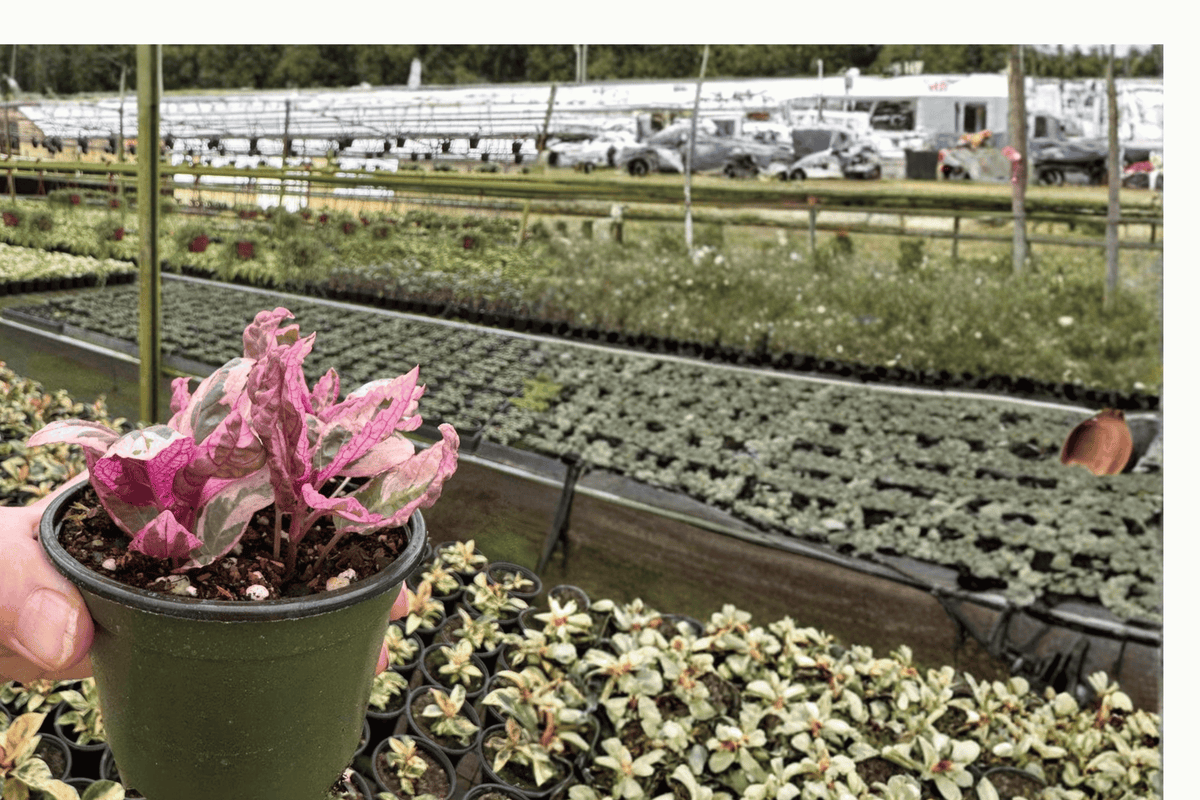 Pink Variegated Purple Waffle Plant (Hemigraphis alternata) - 2 Live 4-Inch Potted Plants