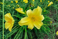 Daylily Suzie Wong (Hemerocallis) Bare Root 3 Plants – Dark Red, Summer Blooms