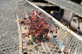 Oxalis Plum Crazy Starter Plant Purple Shamrock (Oxalis triangularis)