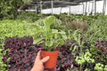 Variegated Peperomia Obtusifolia Plants (2) in 4-Inch Pots - Exact Pictured
