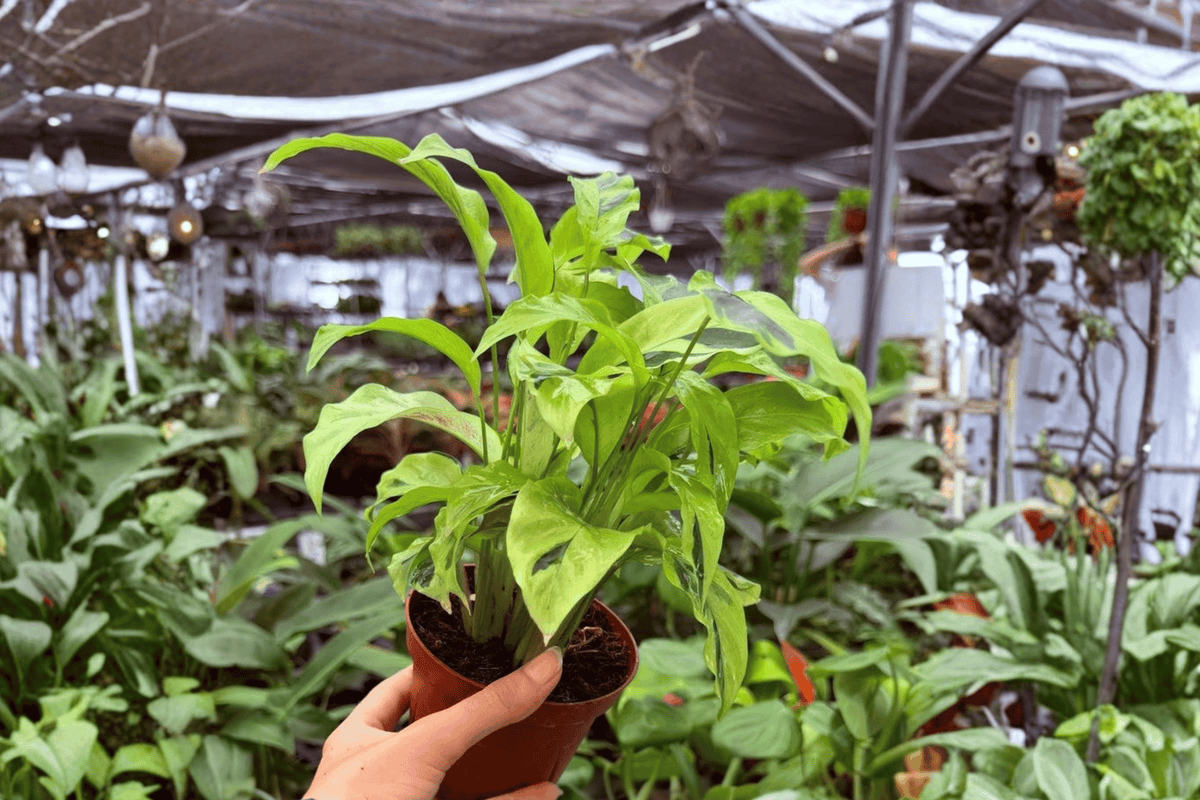 Calathea Yellow Fusion - 2 Live Plants in 4” Pot (Exact Plants)