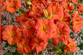 Desert Flame Daylily Bare Root Plants – 3 Desert Flame Hemerocallis Daylilies