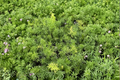 Foxtail Fern (Asparagus densiflorus ‘Myersii’) - Fully Rooted 2-Inch Pot Starter Plant