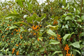Goldie American Holly Ilex opaca ‘Goldie’ — Quart Pot Live Plant